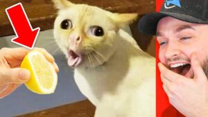 World’s *FUNNIEST* Animals!